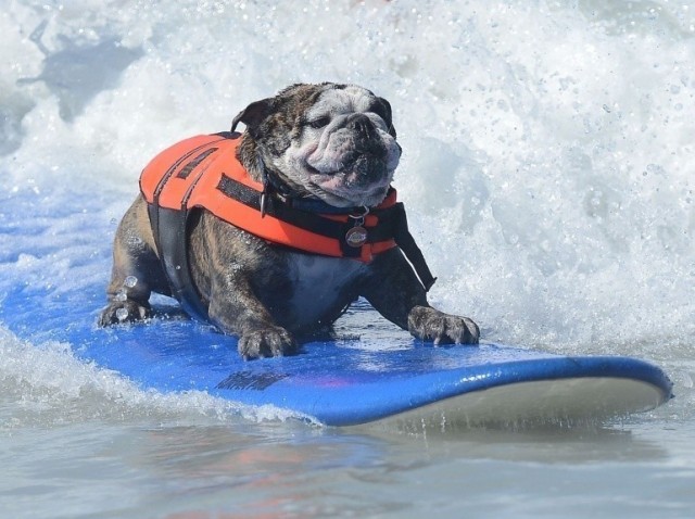Toutous surfeurs Le surf canin arrive à Biarritz