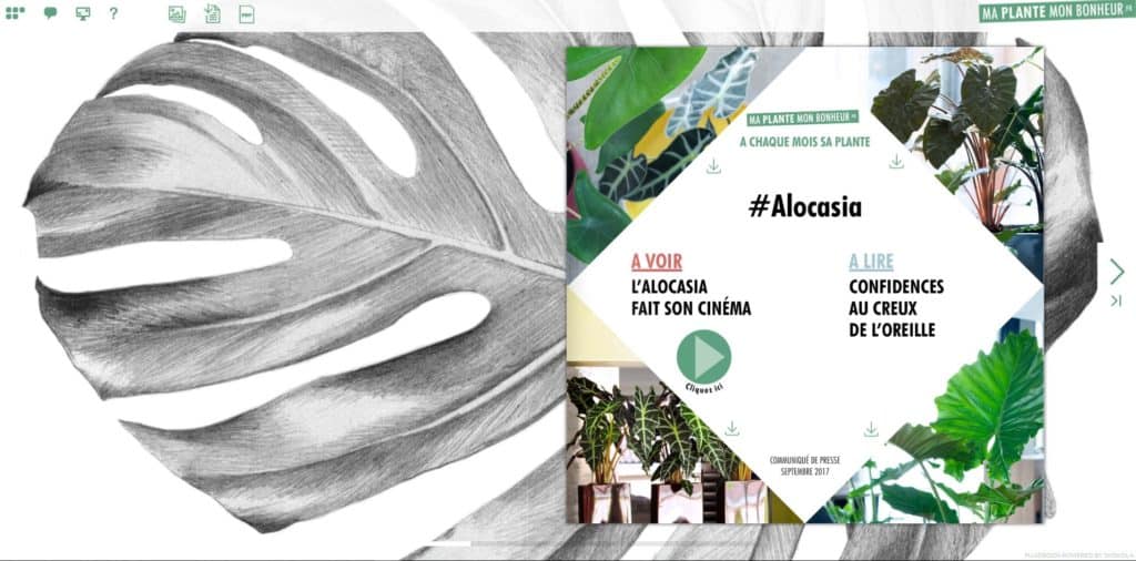 Flipbook Alocasia septembre 2017