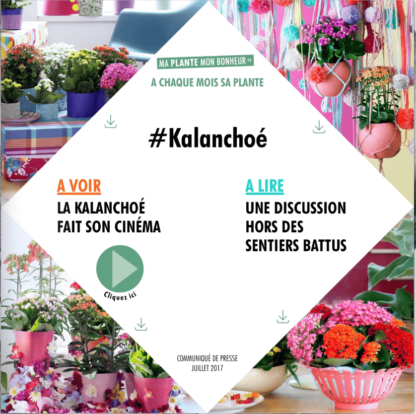 Flipbook Kalanchoé juillet 2017