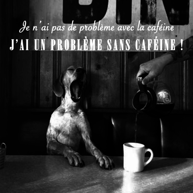 Photo d'un chien qui boit un café + citation