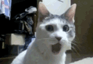 chat wow