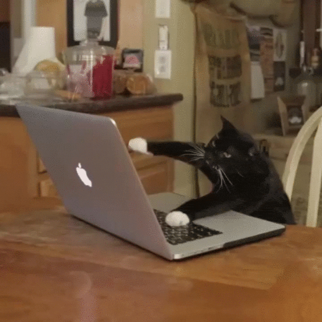 crazy cat