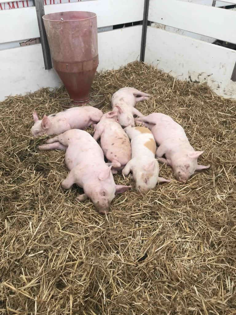 bébés cochons trop mignons